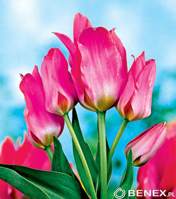 Singiel Tulipa - Tulipan Toronto 12/+ 50 Szt.