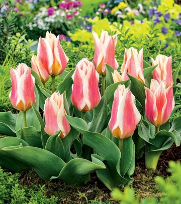 Singiel Tulipa - Tulipan Quebec 12/+ 50 Szt.