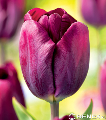 Singiel Tulpa - Tulipan Purple Lady 12/+ 50 Szt.