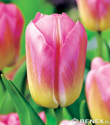 Singiel Tulipa - Tulipan Tom Pouce 11/12 50 Szt.