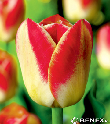 Singiel Tulipa - Tulipan Candy Corner 11/12 50 Szt.