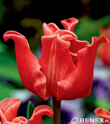 Singiel Tulipa - Tulipan Elegant Crown 11/12 30 Szt.