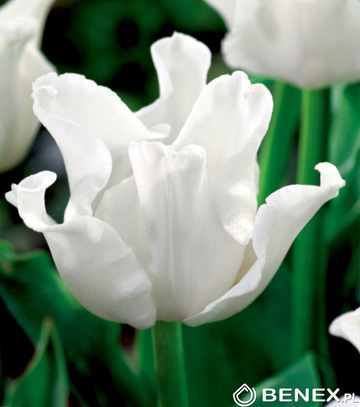 Singiel Tulipa - Tulipan White Liberstar 11/12 30 Szt.