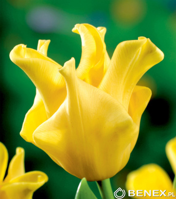 Singiel Tulipa - Tulipan Yellow Crown 11/12 30 Szt.