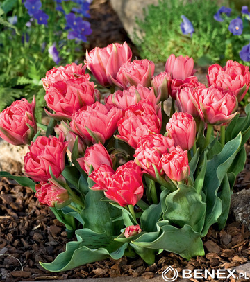 Singiel Tulipa - Tulipan Doniczkowy Double Toronto 11/12  30 szt.