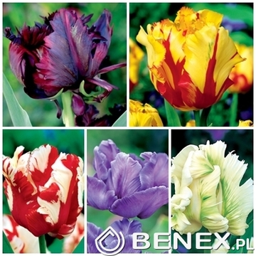 Showbox Tulip - Tulipan Papuzi "2"  11/12  250 Szt.