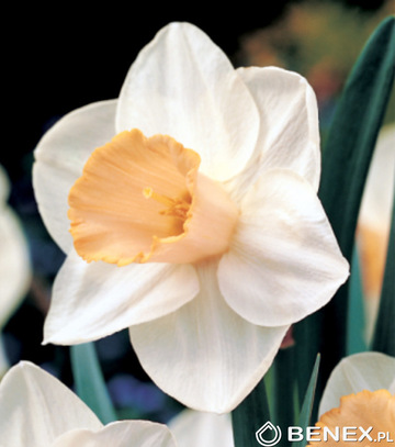 Kapers Narsissus - Narcyz Salome 14/16 3 Szt.