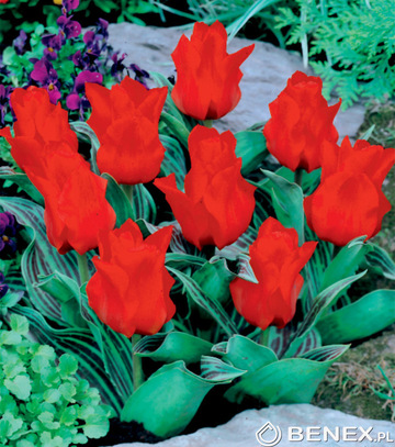 Kapers Tulipa - Tulipan Red Redding Hood 10/11 5 Szt.