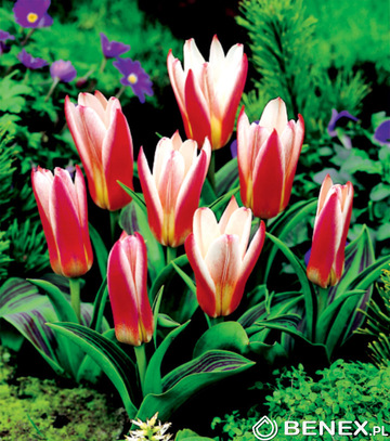 Kapers Tulipa - Tulipan Heart'S Delight 10/11 5 Szt.