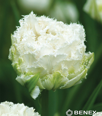 Kapers Tulipa - Tulipan Snow Crystal 11/12 5 Szt.