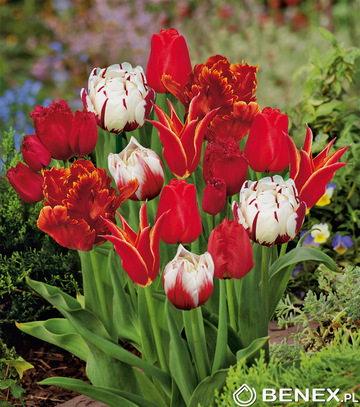 Kapers Tulipa - Tulipan Gama Red  11/12 5 Szt.