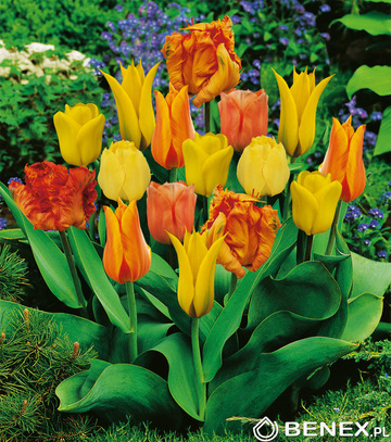 Kapers Tulipa - Tulipan Gama Orange 11/12 5 Szt.