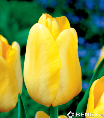 Skrzynka Tulipan - Tulipan Żółty 12/+ 400 Szt.