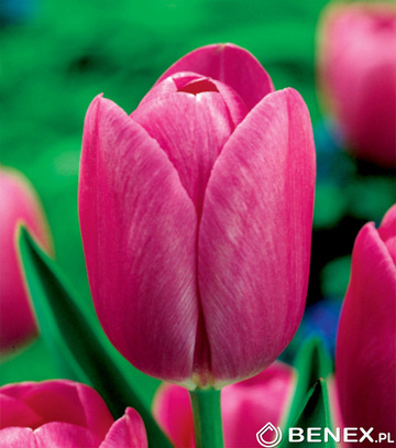 Skrzynka Tulipan - Tulipan Różowy 12/+ 400 Szt.