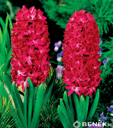 Skrzynka Hyacinthus - Hiacynt Czerwony 18/19 100 Szt.