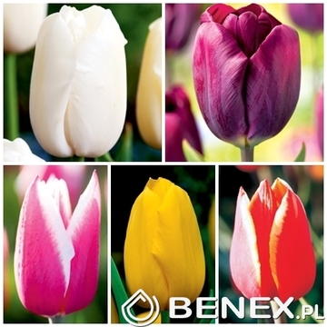 Showbox Tulip - Tulipan Gigantyczny "1" 12/+ 250 Szt.