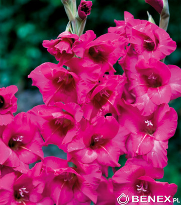 Gladiolus - Mieczyk Kenia 12/14 1 Szt.