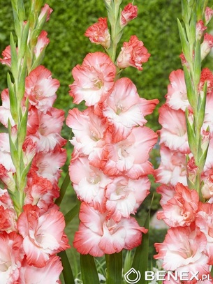 Gladiolus - Mieczyk Pink Lady 12/14 1 Szt.