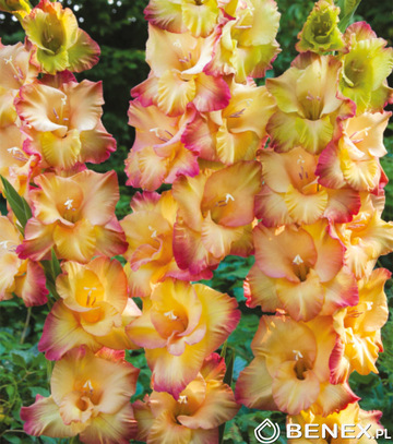 Gladiolus - Mieczyk Shooter 12/14 1 Szt.