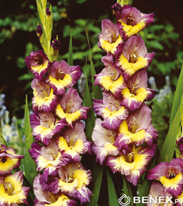 Gladiolus - Mieczyk Dynamite 12/14 1 Szt.