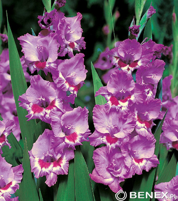 Gladiolus - Mieczyk Tango 12/14 1 Szt.