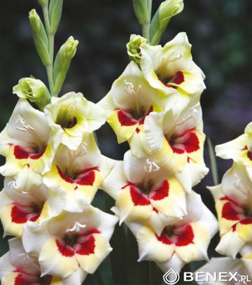 Gladiolus - Mieczyk Candy Bar 12/14 1 Szt.