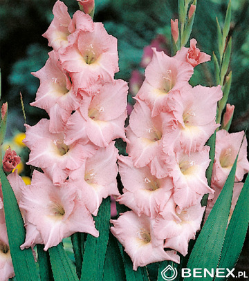 Gladiolus - Mieczyk Rose Supreme 12/14 1 Szt.