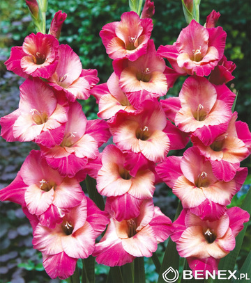 Gladiolus - Mieczyk Apricot Bubblegum 12/14 1 Szt.