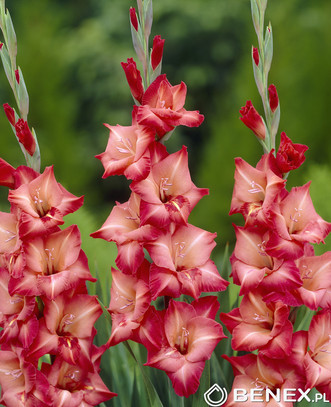 Gladiolus - Mieczyk Indian Summer 12/14 1 Szt.