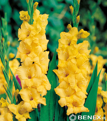 Gladiolus - Mieczyk Żółty 12/14 1 Szt.