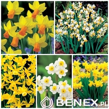 Showbox Połówkowy Narcissus - Narcyz Botaniczny "1" 10/12 150 Szt.