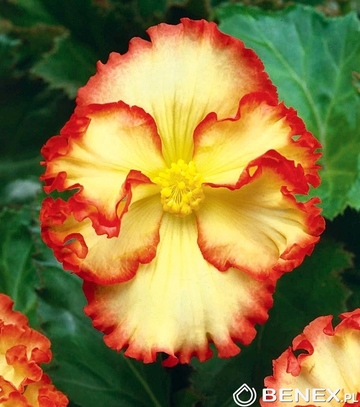 Singiel Begonia Crispa Marginata (Żółta) 5/+ 20 Szt.