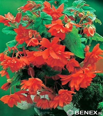 Singiel Begonia Pendula Pomarańczowa 6/+ 20 Szt.
