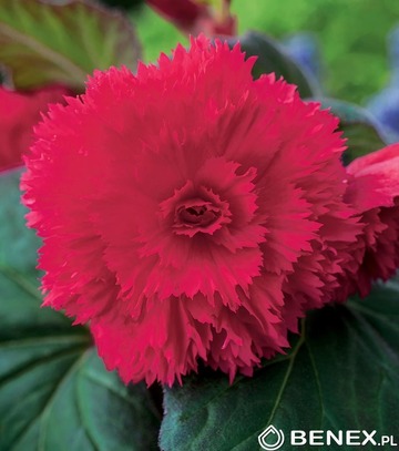 Singiel Begonia Fimbriata Różowa 6/+ 20 Szt.