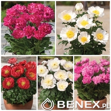 Showbox Połówkowy Paeonia - Piwonia Doniczkowa Niska 2/3 (Dostępna Od 37 Tygodni