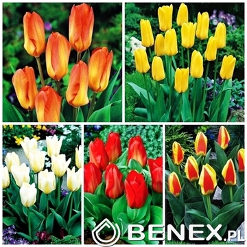 Showbox Połówkowy Tulip - Tulipan Niski Fostera  10/11  125 Szt.