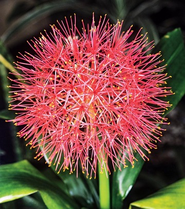 Singiel Scadoxus Multiflorus - Krasnokwiat Wielkokwiatowy 16/+ 10 Szt.