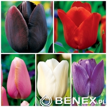 Showbox Połówkowy Tulip - Tulipan Pojedynczy Późny  12/+ 125 Szt.