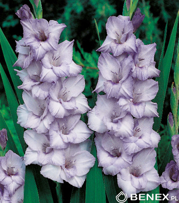 Singiel Gladiolus - Mieczyk Blue Tropic 12/14 60 Szt.