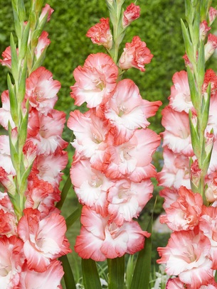 Singiel Gladiolus - Mieczyk Pink Lady 12/14 60 Szt.