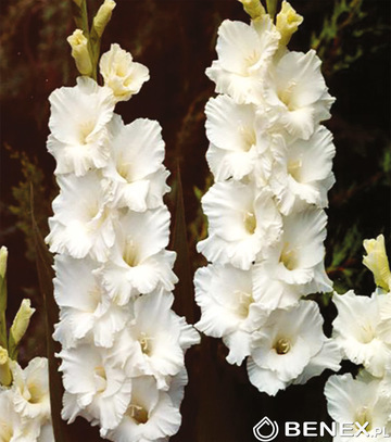 Singiel Gladiolus - Mieczyk Bangladesh 12/14 60 Szt.