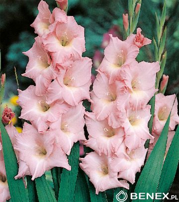 Singiel Gladiolus - Mieczyk Rose Supreme 12/14 60 Szt.