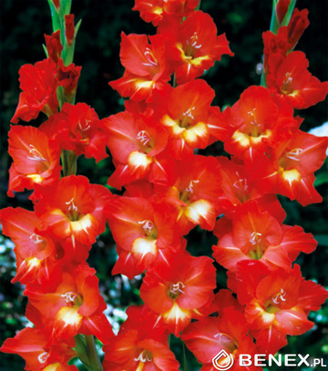 Singiel Gladiolus - Mieczyk Bunga 12/14 60 Szt.