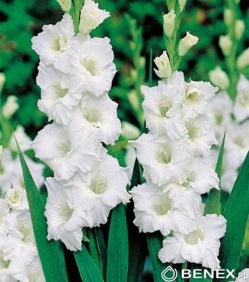 Singiel Gladiolus - Mieczyk Biały 12/14 60 Szt.