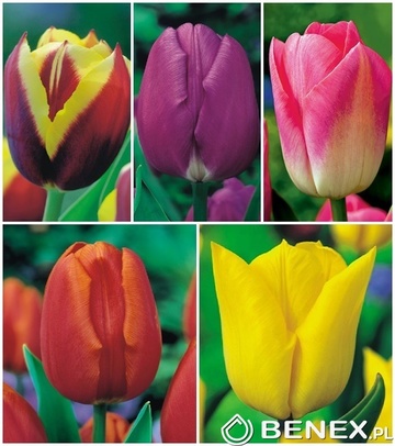 Showbox Połówkowy Tulip - Tulipan Triumph "3" 12/+ 125 Szt.