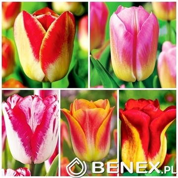 Showbox Połówkowy Tulip - Tulipan Dwukolorowy 11/12 125 Szt.