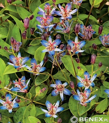 Singiel Tricyrtis Hirta Tojen - Trójsklepka I 8 Szt.