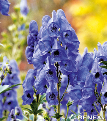 Singiel Aconitum - Tojad I 8 Szt.