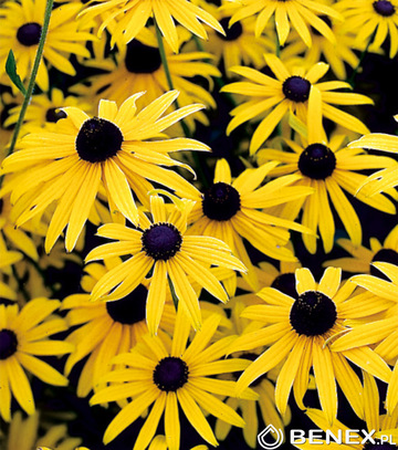 Singiel Rudbekia Speciosa - Rudbekia Okazała I 8 Szt.