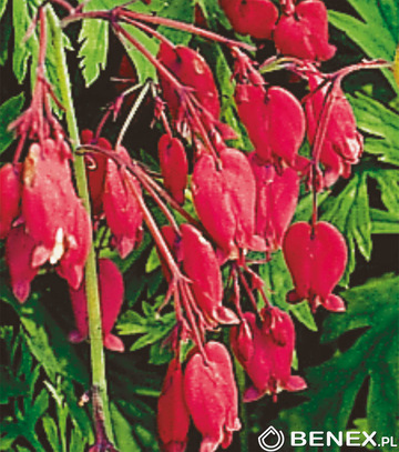 Singiel Dicentra Formosa - Serduszka Bacchannal I 8 Szt.